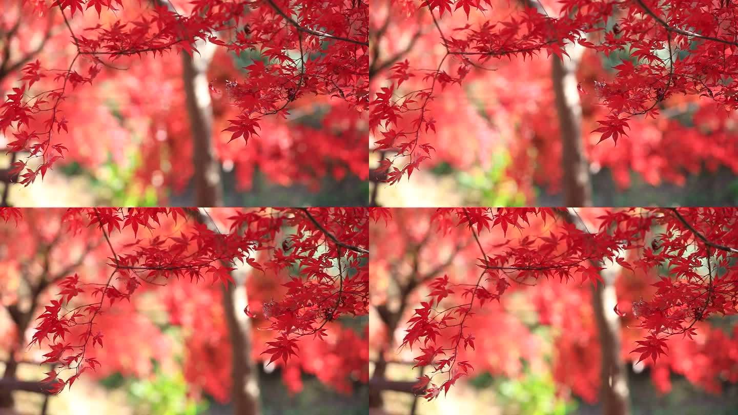唯美红叶慢镜头浪漫红叶飘落