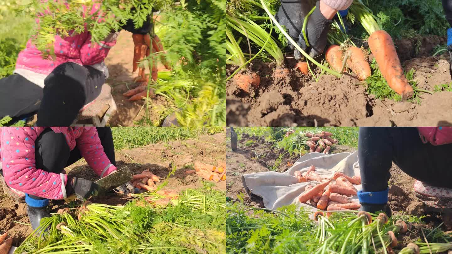 河南菜地出土胡萝卜拔胡萝卜萝卜拔萝卜农民