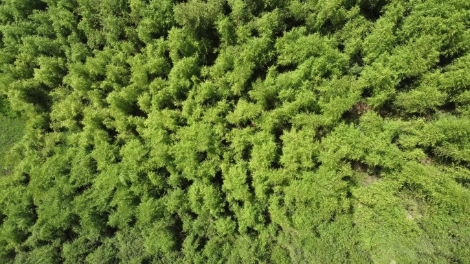 笋用竹竹林