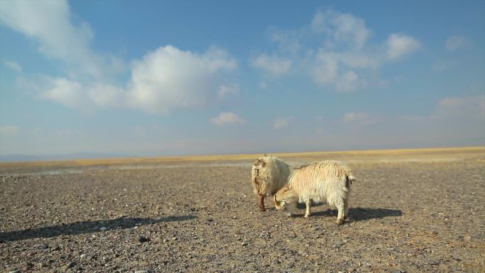 藏羊 西藏羊 无人区 羊 吃草的羊