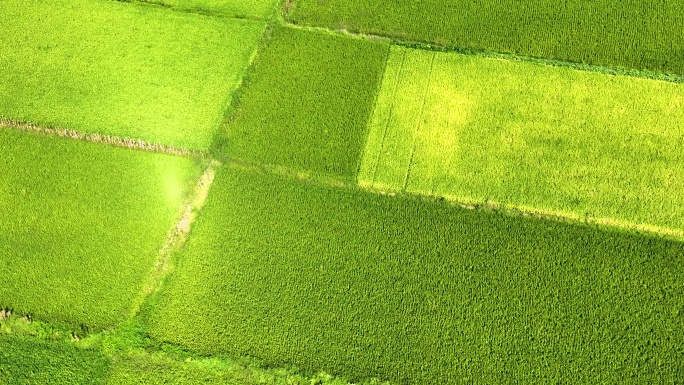 4K 航拍农村水稻稻田风光