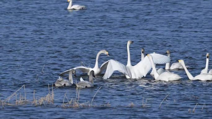 航拍+实景 湿地水域栖息的白天鹅