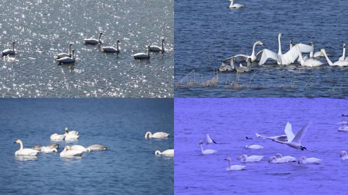 航拍+实景 湿地水域栖息的白天鹅