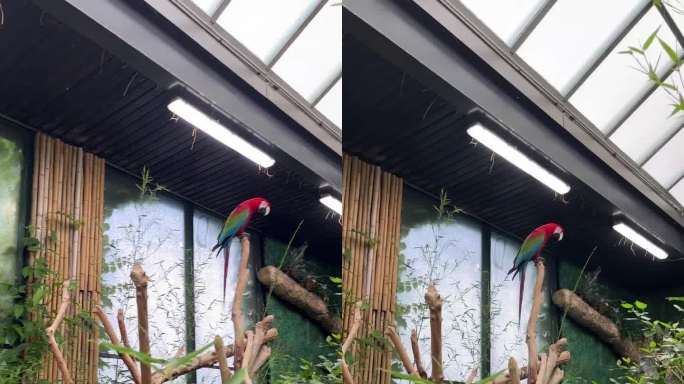 两只美丽的彩色鹦鹉的特写肖像。两只鹦鹉在动物园里坐在树枝上红头绿翅膀在加拿大维多利亚热带花园垂直视频