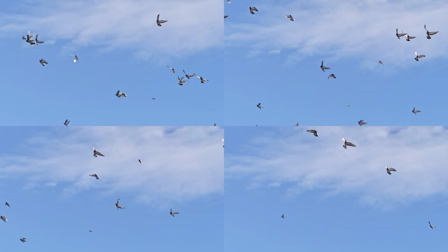 一群鸟和鸽子在蓝天上飞翔的慢动作。从下往上看