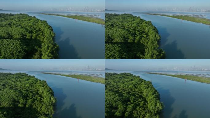 深圳红树林（深圳河深圳湾）