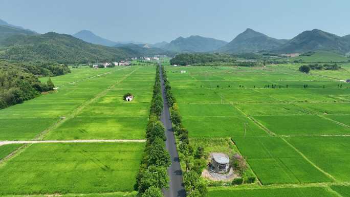 4K 航拍农村水稻稻田风光