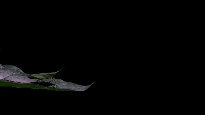 泰国Katydid Tettigoniidae，在森林深处的一片叶子上，面朝右边，然后移动它的左后腿