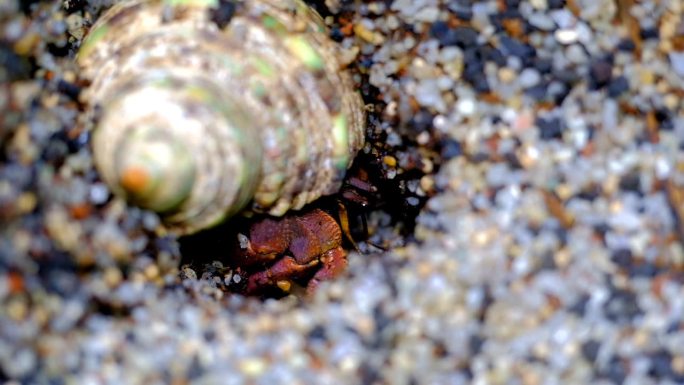 一只紫色寄居蟹在沙子里挖洞换毛的镜头