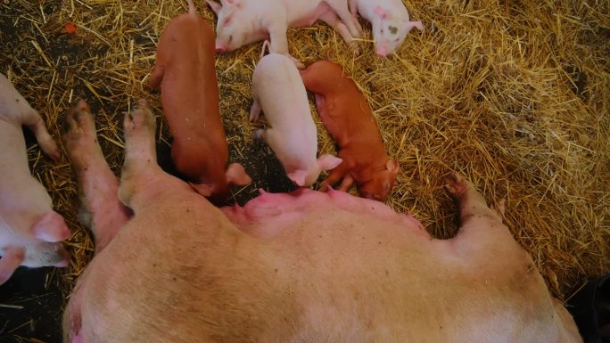 小猪在妈妈猪身上吃奶，睡在干草上。从上到下的照片