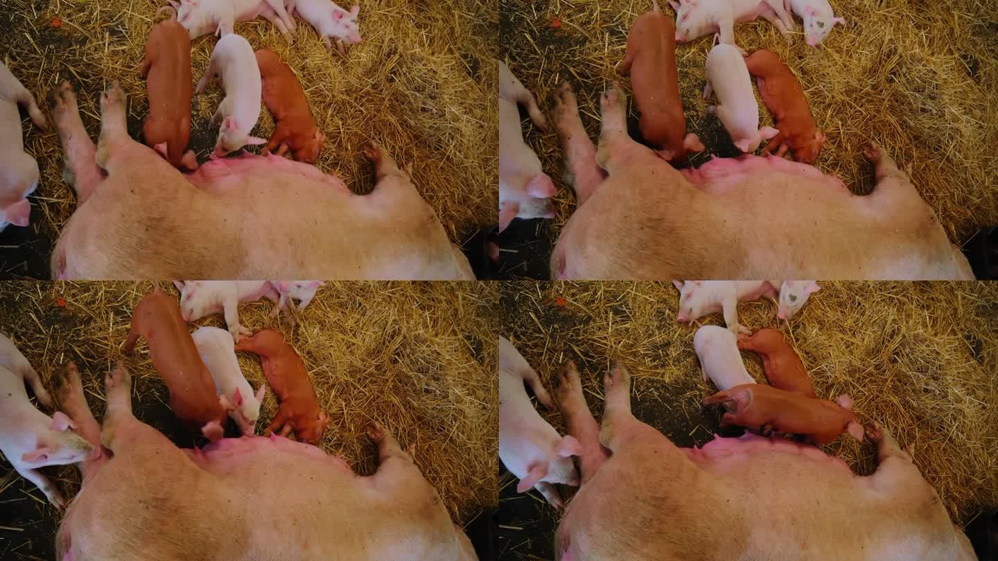 小猪在妈妈猪身上吃奶，睡在干草上。从上到下的照片