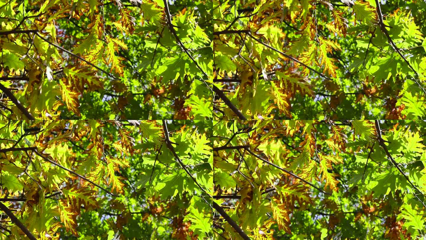 秋天变黄的橡树叶子
