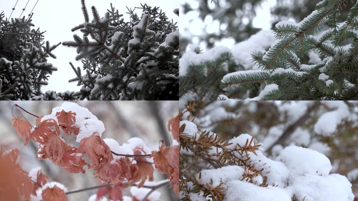 冬季下雪雪天松枝松柏空镜头