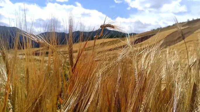 农业夏天金色谷类植物小麦阳光种植作物