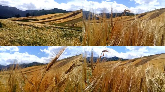 农业夏天金色谷类植物小麦阳光种植作物