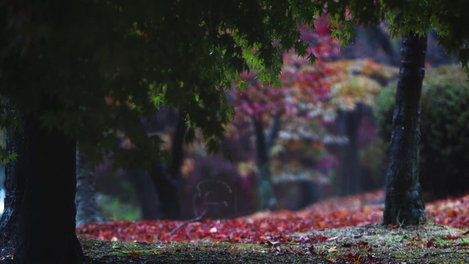 雨点落在红红的枫叶上，雨点落下来，舒适的雨声和秋天的森林风光，ASMR