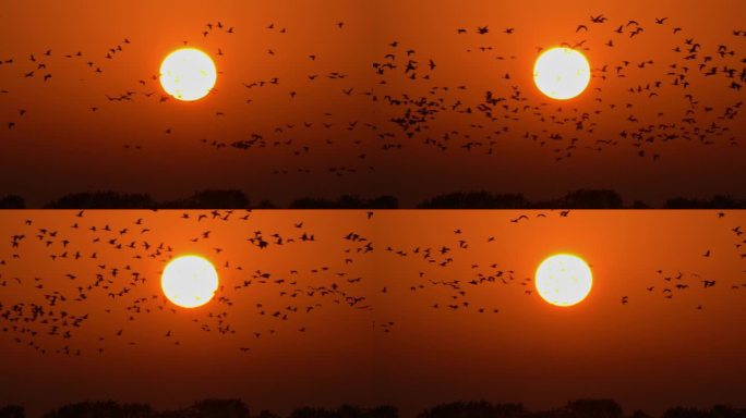 日出的太阳与大群飞过的候鸟