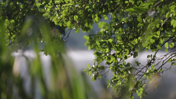 覆盖着绿叶的树枝倒映在平静的湖水中。循环录像。