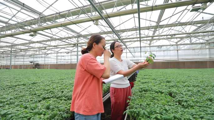 专家在大棚里做技术指导 植物根茎特写