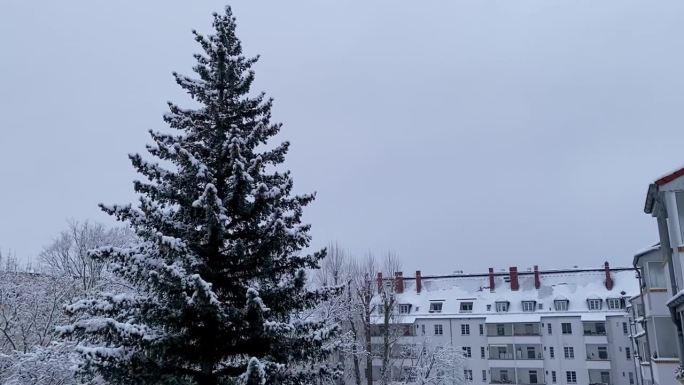 雪中的云杉映衬着房屋