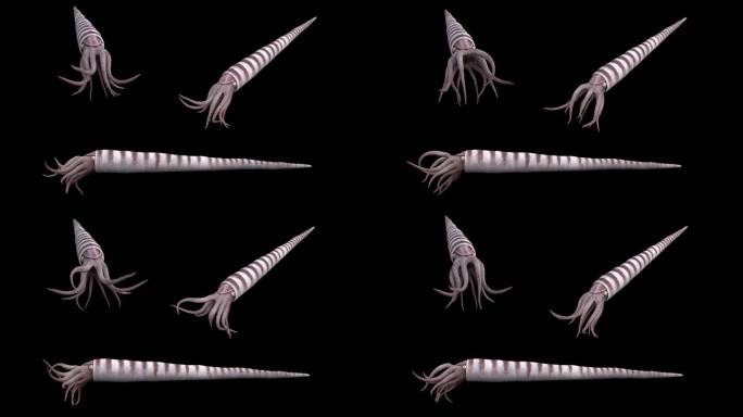 房角石远古时代生物寒武纪古生物带透明通道