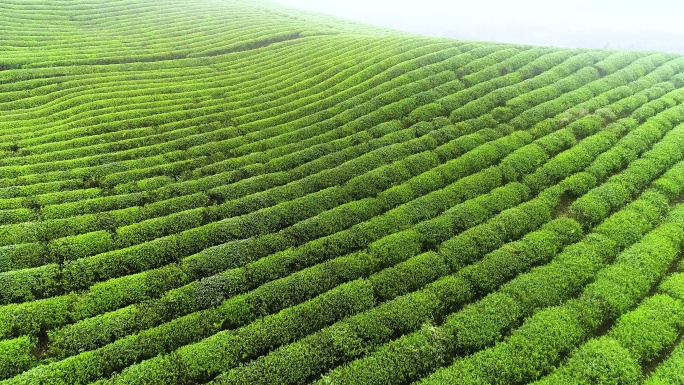 航拍茶园茶叶采茶茶文化茶山高山