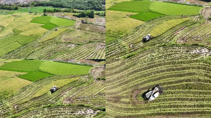 【4K航拍】农民丰收水稻收割机