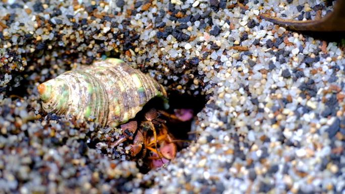一只紫色寄居蟹在沙子里挖洞换毛的镜头