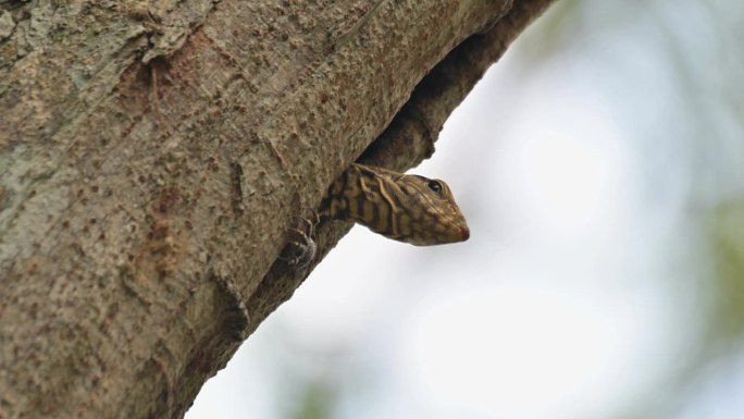 泰国云霄巨蜥(Varanus nebulosus)在高高的树上向洞外看时，眨眨左眼