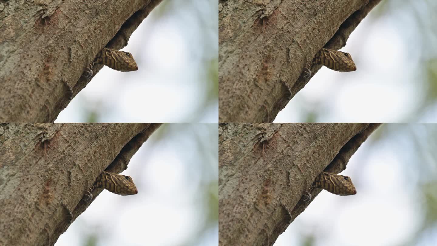 泰国云霄巨蜥(Varanus nebulosus)在高高的树上向洞外看时，眨眨左眼