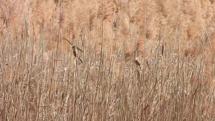 震旦鸦雀 鸟中大熊猫 湿地素材