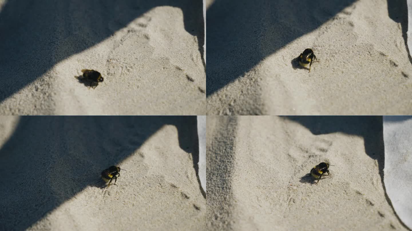 大黄蜂在沙滩上爬行，试图躲避落在它身上的沙粒。凉爽的昆虫照片