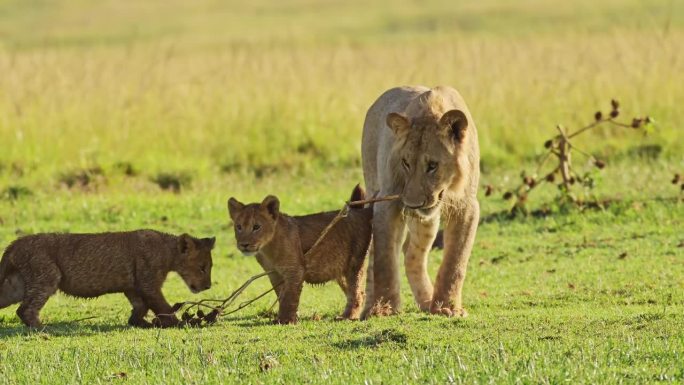 马赛马拉国家保护区可爱的非洲野生动物，母狮子和可爱的小狮子玩耍，肯尼亚，马赛马拉北部保护区的非洲野生