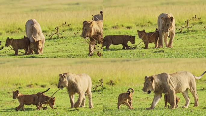 马赛马拉国家保护区可爱的非洲野生动物，母狮子和可爱的小狮子玩耍，肯尼亚，马赛马拉北部保护区的非洲野生