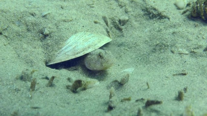 在沙质海底繁殖石纹虾虎鱼。