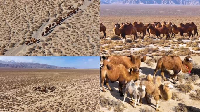沙漠骆驼雪山骆驼群B