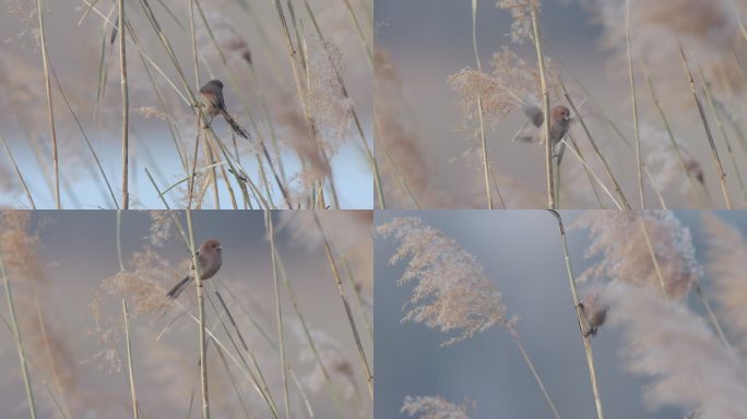 冬天湿地芦苇小鸟原始素材
