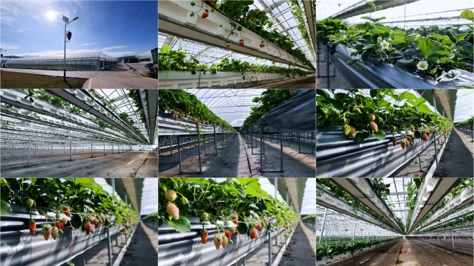 草莓基地 大棚种植 科学农业发展