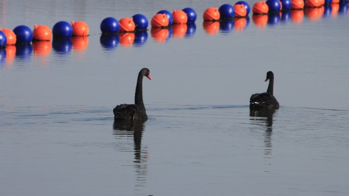 山东省威海市职业学院通海湖里的黑天鹅