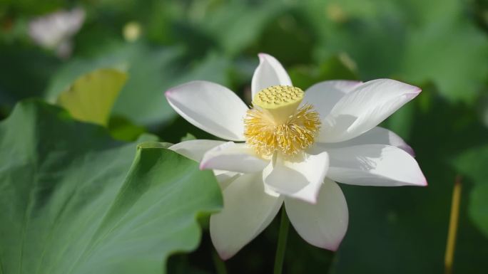 荷叶田田，荷花依依——荷花荷叶莲花