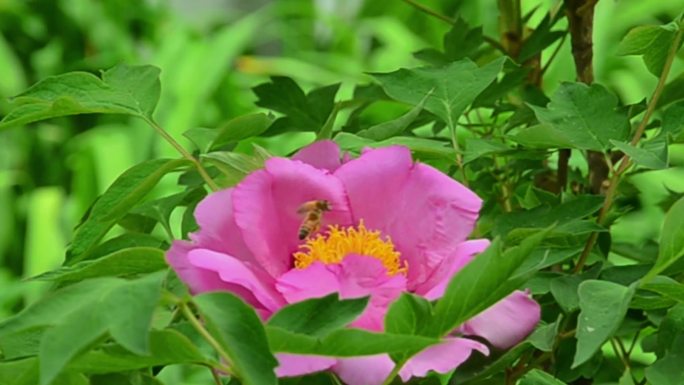 牡丹花延时开花