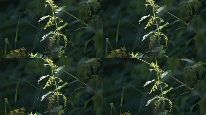 一阵微风吹过，一小团花粉从刺痛的荨麻植物中逸出。特写镜头。