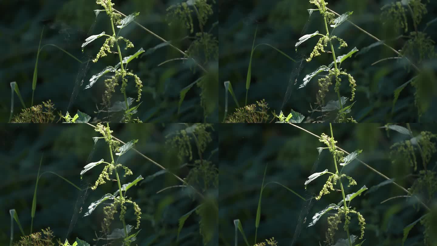 一阵微风吹过，一小团花粉从刺痛的荨麻植物中逸出。特写镜头。