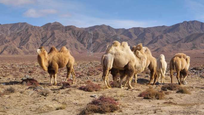 沙漠骆驼雪山骆驼群C