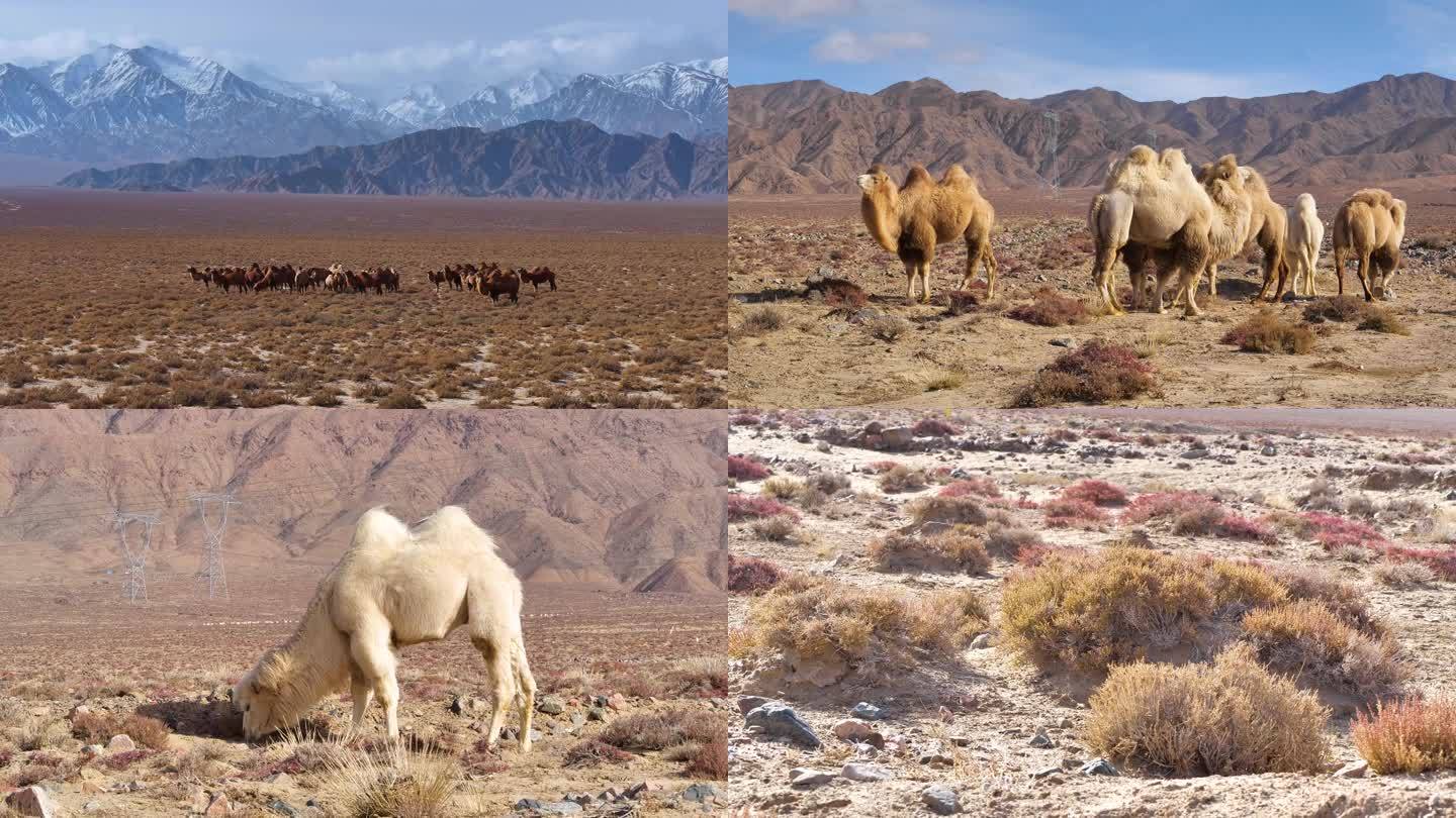 沙漠骆驼雪山骆驼群C