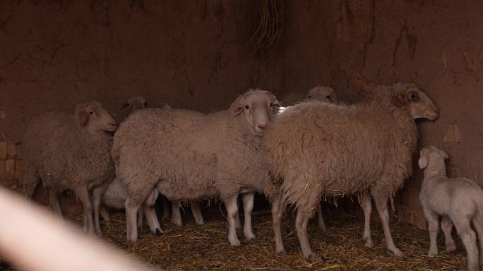 小羊 羊圈里的羊群