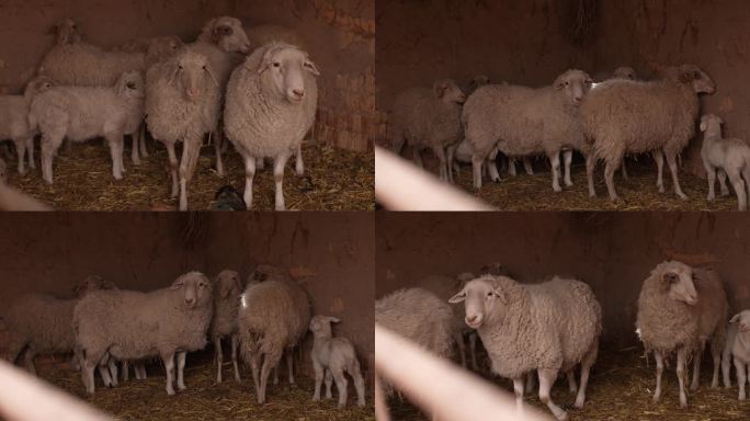 小羊 羊圈里的羊群