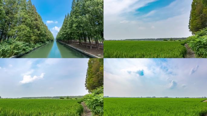 水杉 稻田 汤农 延时