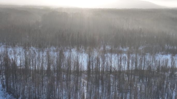 航拍冷空气笼罩的雪原树林