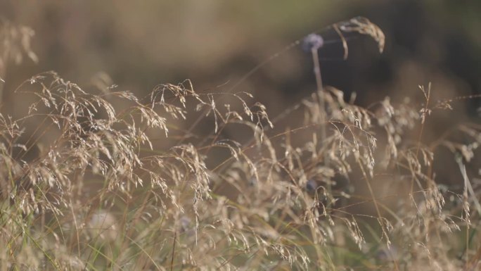 在秋天的田野里，干燥枯萎的草。视差视频。
